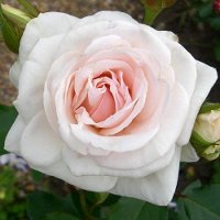 Роза плетистая "Шванензее" (Schwanensee) 