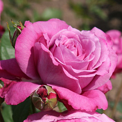 Роза чайно-гибридная "Блю Парфюм" (Blue Parfume)