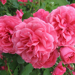 Роза плетистая "Розариум Ютерсен" (Rosarium Uetersen)
