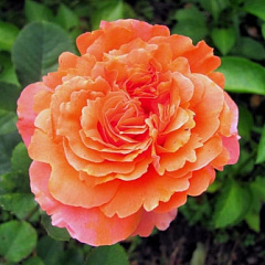 Роза чайно-гибридная "Этруска" (Etrusca) 