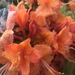 Рододендрон листопадный "Оранжевый"