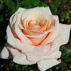 Роза чайно-гибридная "Поль Рикар" (Paul Ricard)